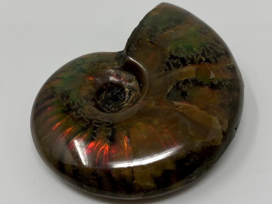 Ammonite Red Iridescent 4.6cm | Image 1