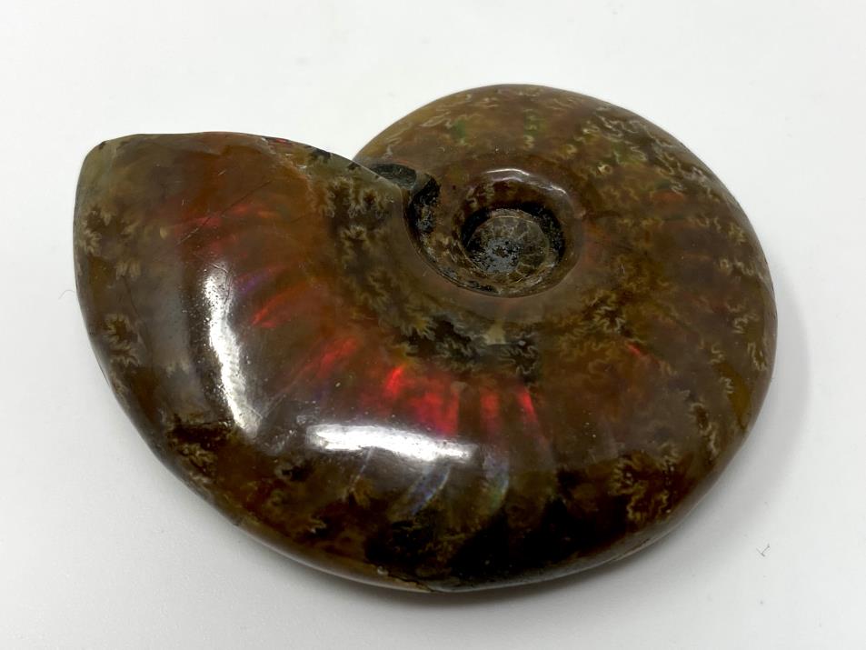 Ammonite Red Iridescent 5.4cm | Image 1