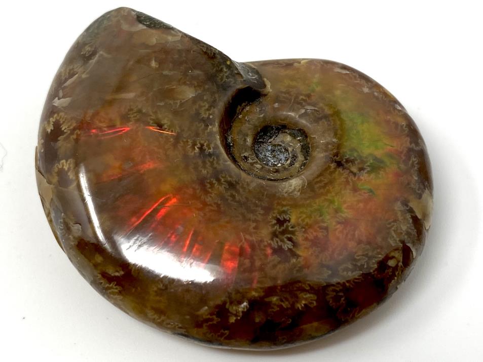 Ammonite Red Iridescent 4.2cm | Image 1