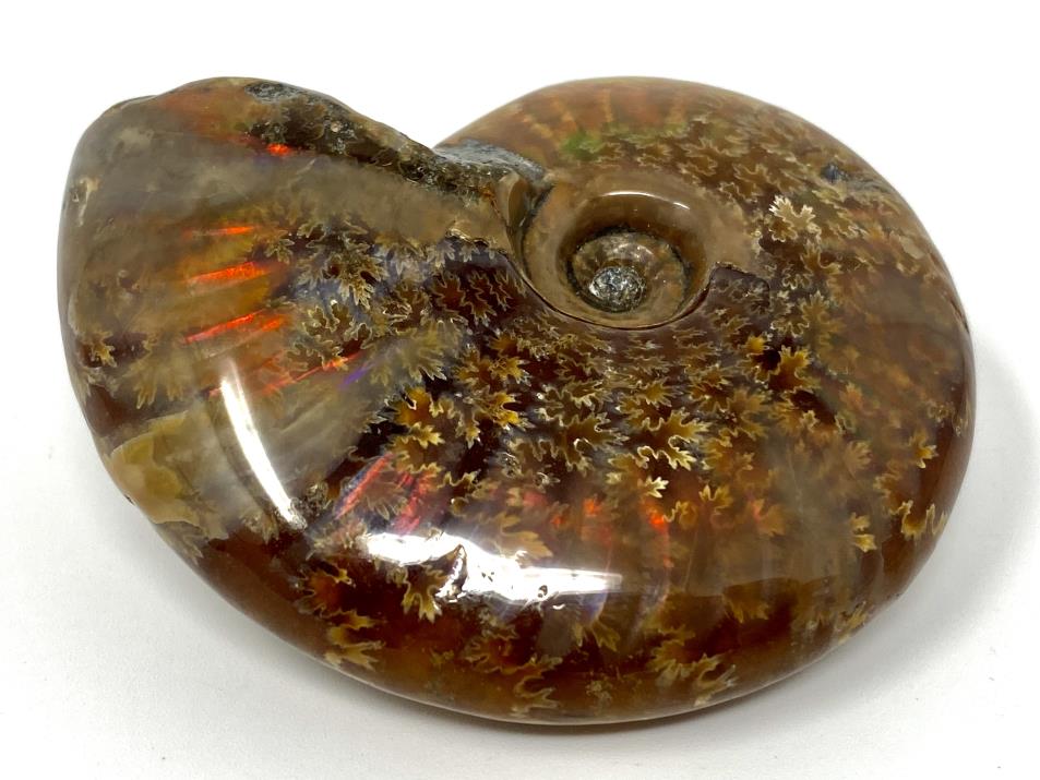 Ammonite Red Iridescent 6.5cm | Image 1