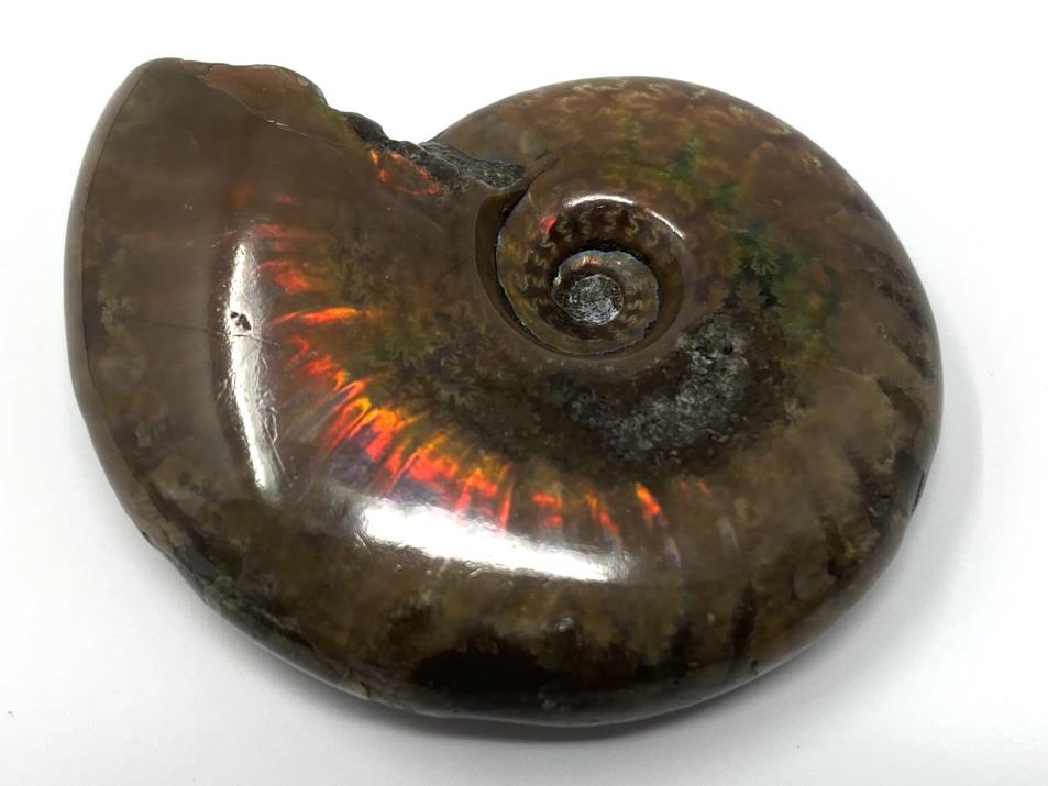 Ammonite Red Iridescent 4.5cm | Image 1