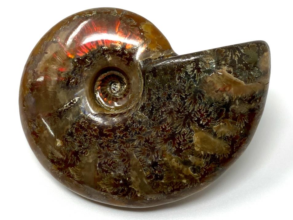 Ammonite Red Iridescent 6.5cm | Image 1