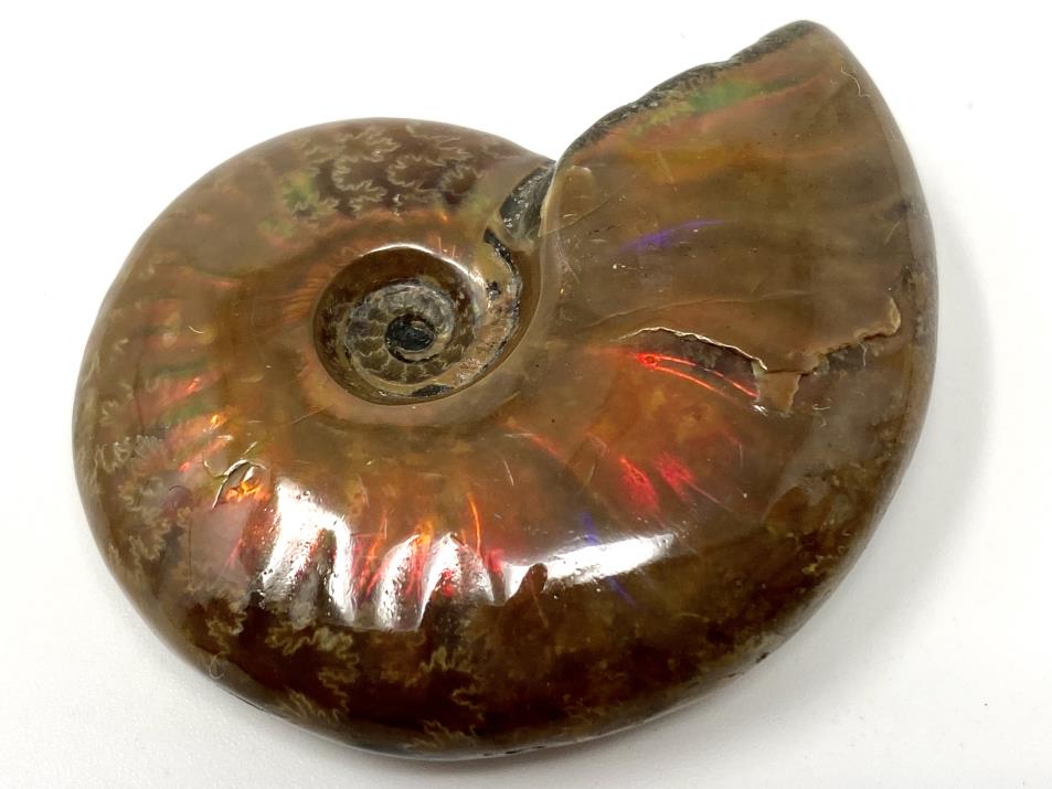 Ammonite Red Iridescent 4.8cm | Image 1