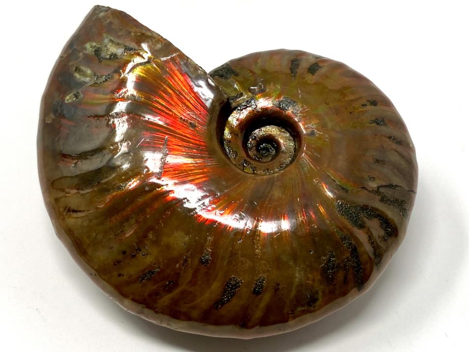 Ammonite Red Iridescent 7.2cm | Image 1