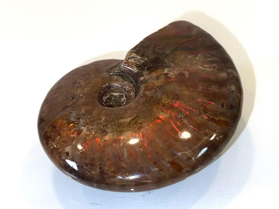Ammonite Red Iridescent 7.2cm | Image 1