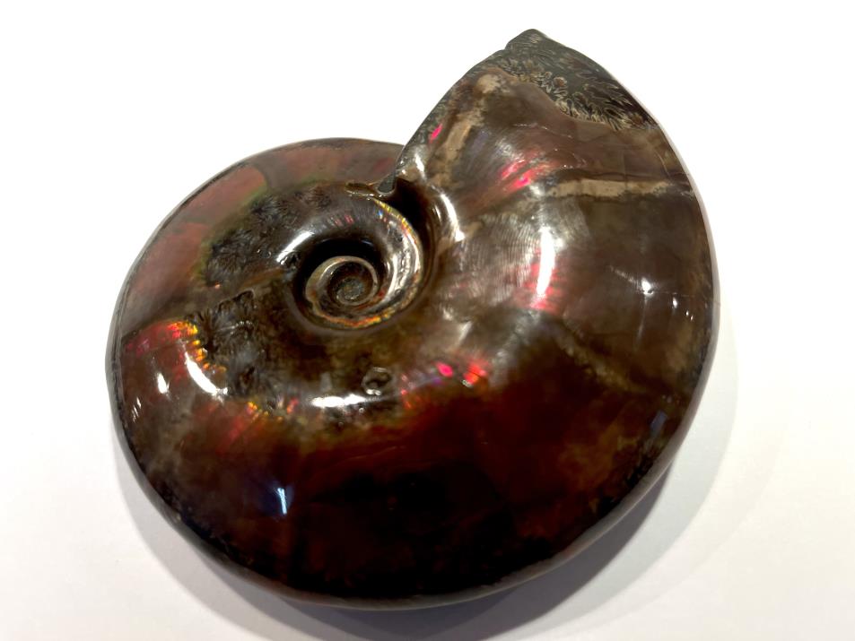 Ammonite Red Iridescent Large 11.6cm | Image 1