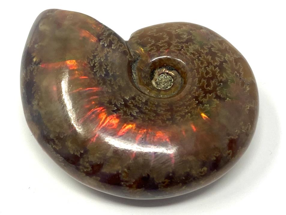 Ammonite Red Iridescent 4.1cm | Image 1