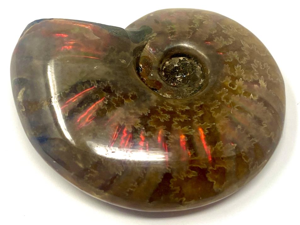 Ammonite Red Iridescent 4.3cm | Image 1