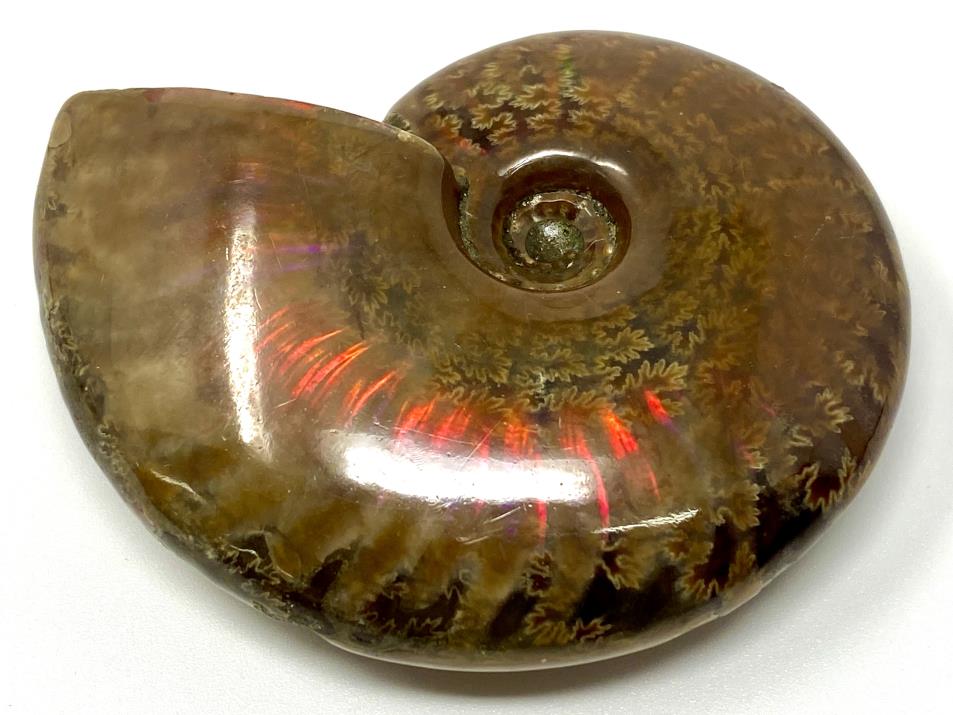Ammonite Red Iridescent 6.6cm | Image 1