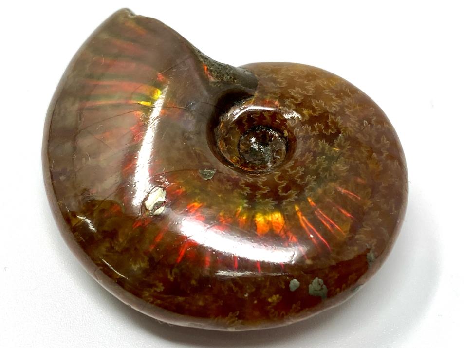 Ammonite Red Iridescent 4.7cm | Image 1