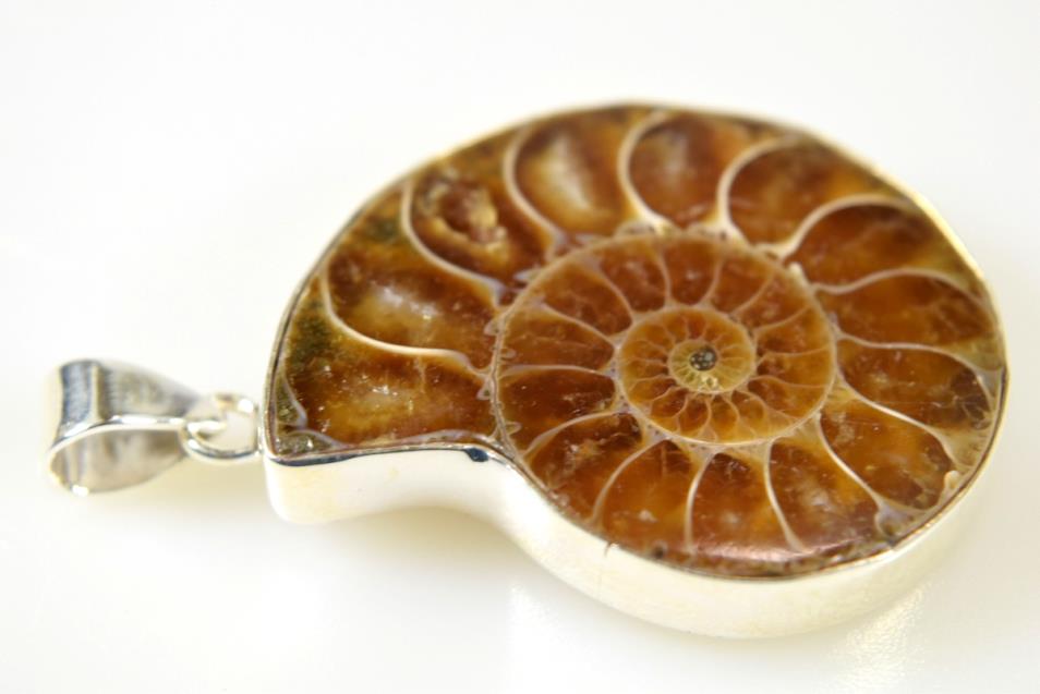 Ammonite Pendant 13.6grams | Image 1