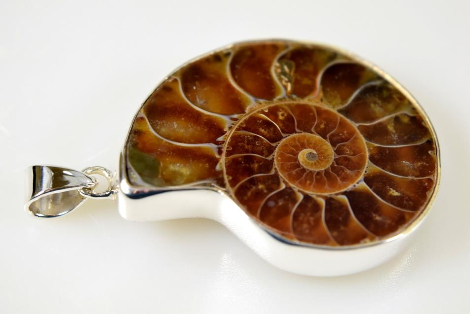 Ammonite Pendant 15.5grams | Image 1