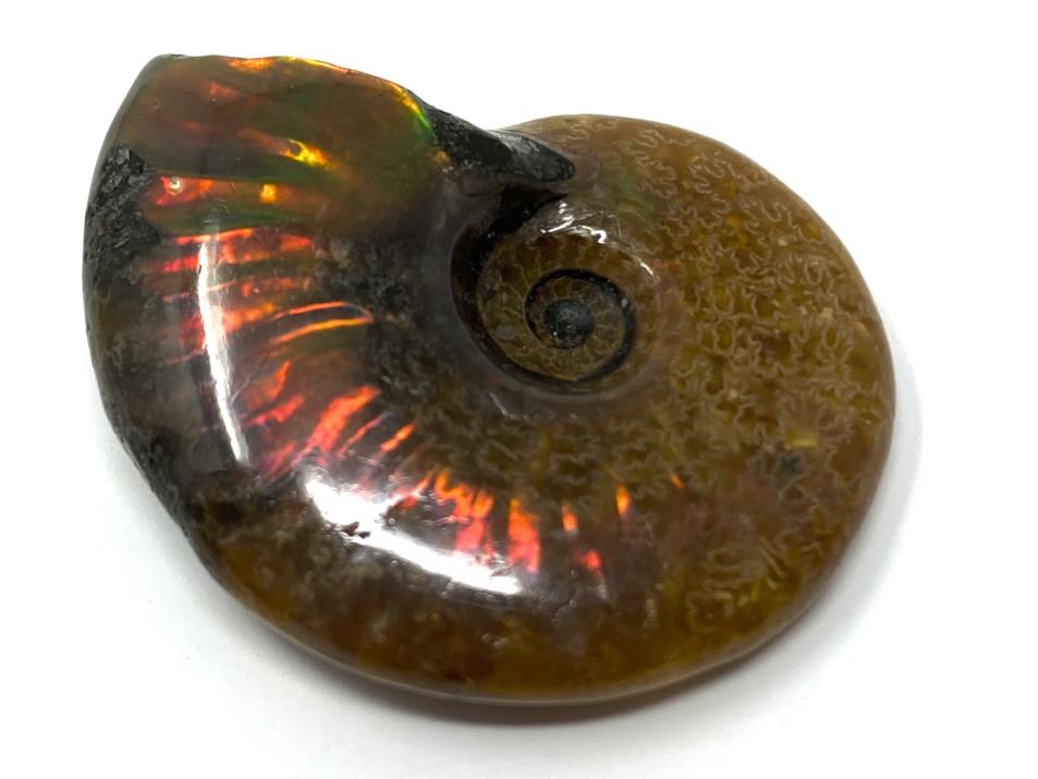 Red Iridescent Ammonites