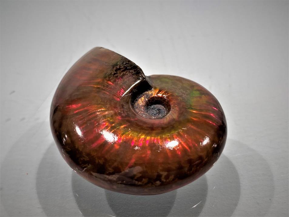 Small Red Iridescent Ammonites for Sale