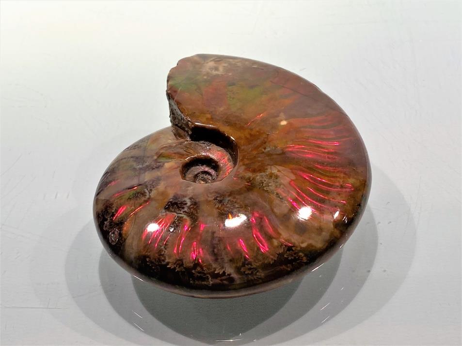 Large Red Iridescent Ammonites for Sale