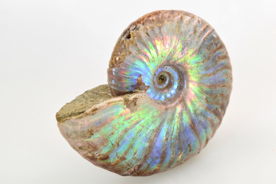 fossil ammonite cleoniceras